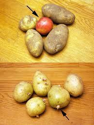Keep Potatoes from Budding