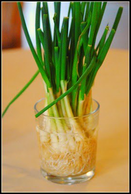 Grow your own Green Onions