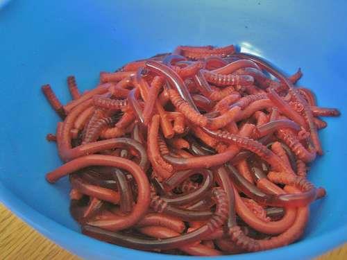 Make worms out of Jello