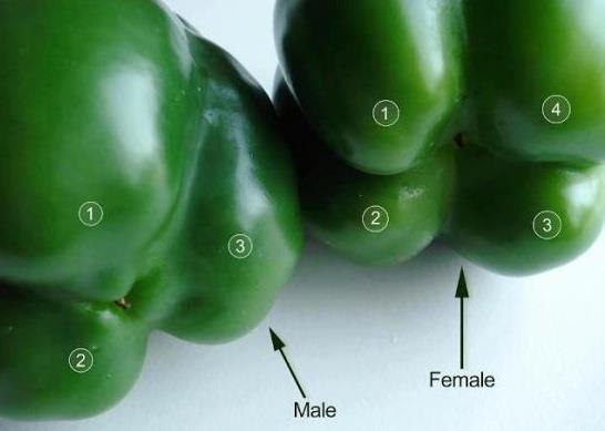 How to pick your Peppers