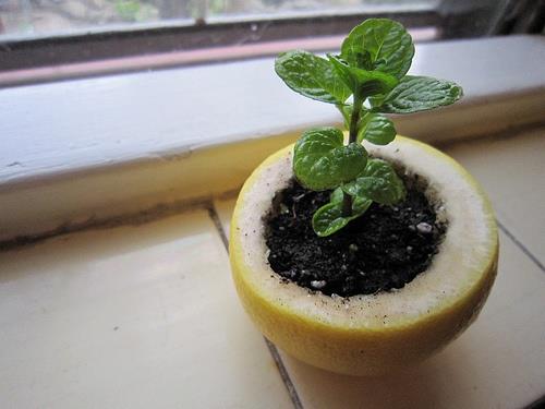 Plant your seeds in a lemon peel